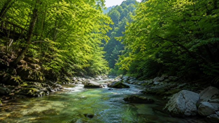 okcheon-jangryeongsan-geumcheon-valley-main 옥천 장령산자연휴양림 금천계곡 숲속 풍경
