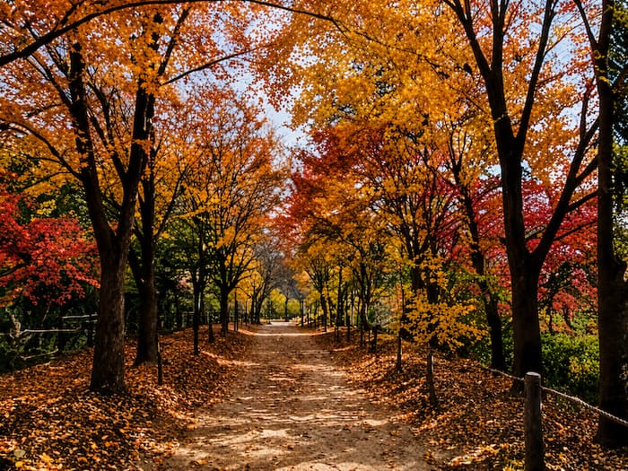 A quiet autumn forest path along the Seoul City Wall with golden foliage