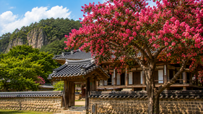 안동 병산서원 경내에 붉게 핀 배롱나무꽃과 전통 목조건축