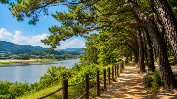 안동 하회마을 만송정 소나무 숲과 낙동강변 산책길