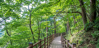 보성 제암산 자연휴양림 더늠길, 계단 없는 3.3km 숲길에서 만나는 무장애 산림욕 보성 제암산 자연휴양림 더늠길 무장애 숲길 데크로드