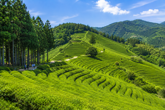 boseong_daehan_dawon_green_tea_field_featured 보성 대한다원 녹차밭의 계단식 차밭과 삼나무 숲길