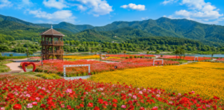 산소카페 청송정원, 꽃양귀비와 금영화가 만개한 6월 무료 꽃밭 산소카페 청송정원 꽃양귀비와 금영화가 만개한 6월 꽃밭
