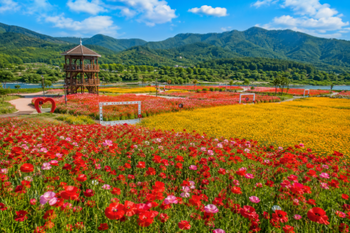 cheongsong-garden-poppy-california-poppy-field 산소카페 청송정원 꽃양귀비와 금영화가 만개한 6월 꽃밭