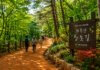 대전 계족산 황톳길, 10km 숲길 따라 산성과 봉황정까지 걷는 힐링 트레킹 명소 대전 계족산 장동산림욕장 숲속 황톳길을 걷는 여행자들