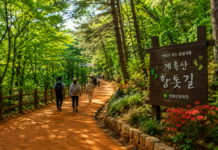 대전 계족산 황톳길, 10km 숲길 따라 산성과 봉황정까지 걷는 힐링 트레킹 명소 대전 계족산 장동산림욕장 숲속 황톳길을 걷는 여행자들