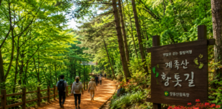 대전 계족산 장동산림욕장 숲속 황톳길을 걷는 여행자들