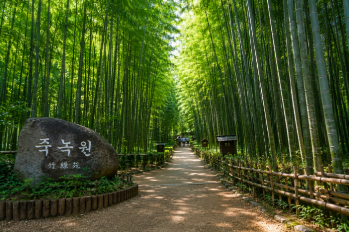 담양 죽녹원의 울창한 대나무숲 산책로와 초록빛 대숲 풍경