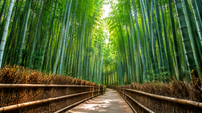 damyang-juknokwon-bamboo-forest-main 담양 죽녹원 대나무숲과 초여름 죽림욕 산책로