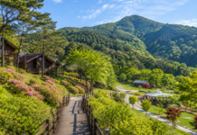 괴산 성불산 산림휴양단지 숲길과 산림휴양 풍경