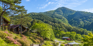 괴산 성불산 산림휴양단지 숲길과 산림휴양 풍경
