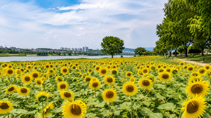 금강변에 노란 해바라기가 펼쳐진 공주 미르섬 여름 풍경