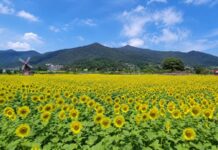 함안 강주마을 들판에 펼쳐진 강주해바라기축제 해바라기밭 전경