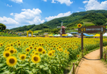 함안 강주해바라기축제, 4만2500㎡ 노란 꽃밭이 7월 초까지 열린다 함안 강주해바라기축제 노란 해바라기 꽃밭과 초여름 하늘