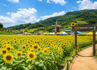 함안 강주해바라기축제, 4만2500㎡ 노란 꽃밭이 7월 초까지 열린다 함안 강주해바라기축제 노란 해바라기 꽃밭과 초여름 하늘
