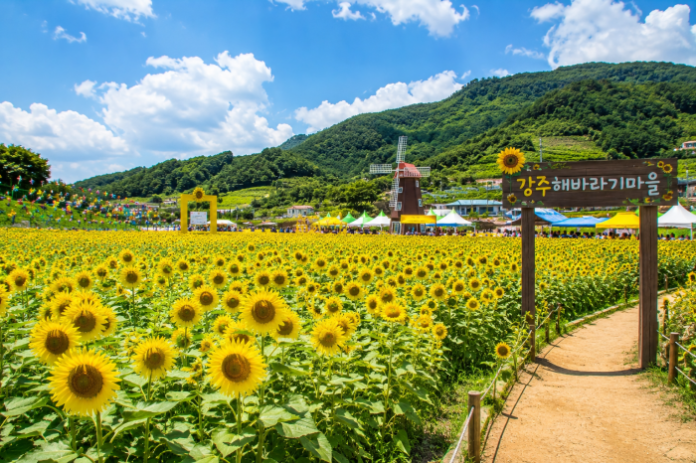 haman-gangju-sunflower-festival-yellow-field 함안 강주해바라기축제 노란 해바라기 꽃밭과 초여름 하늘