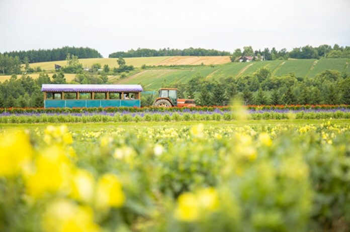 hanatour-japan-charter-hokkaido-coolcation 하나투어 일본 전세기 여행과 홋카이도 여름 라벤더 여행