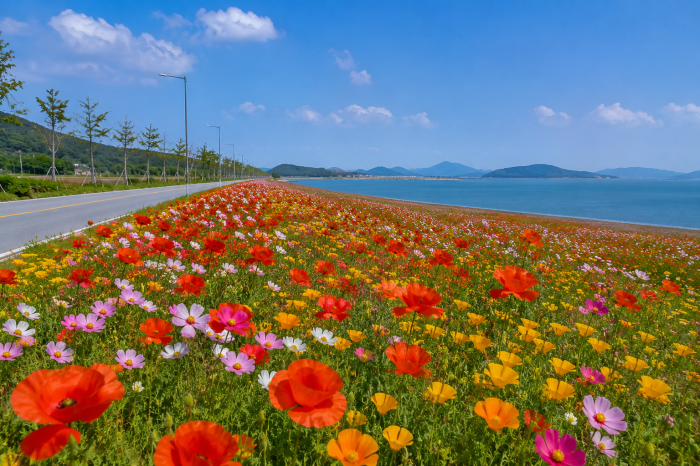 진도 백조호수공원 봄꽃 행사 공연장 풍경
