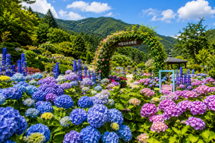 morning_calm_hydrangea_summer_garden 가평 아침고요수목원 아침마루에 핀 수국과 델피늄 여름 정원