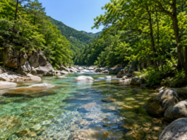 오대산 소금강계곡, 두 달만 열리는 야영장 앞 200m 비경 오대산국립공원 소금강계곡의 맑은 물과 숲그늘이 어우러진 여름 계곡 풍경