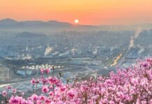 1박 2일 여행지 추천, 대구·강릉·전주·구마모토 주말여행 1박 2일 여행지 추천 대구 도심과 봄꽃이 어우러진 주말여행