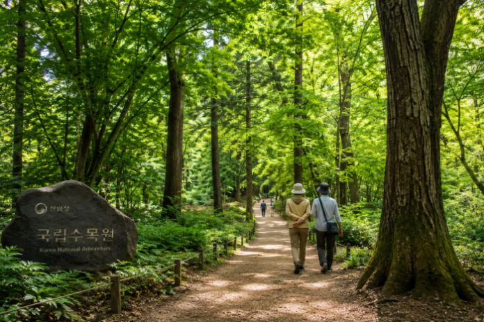 pocheon_korea_national_arboretum_gwangneung_forest_2026 포천 국립수목원 광릉숲의 울창한 숲길
