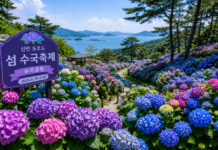 전남 신안 도초도 수국공원에 펼쳐진 100만 본 수국 군락