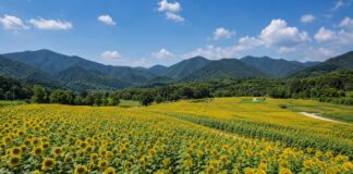 태백 구와우마을 해바라기축제 고원 꽃밭 전경