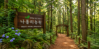 통영 나폴리농원, 4회 연속 우수 웰니스 관광지로 인정받은 편백숲 맨발 여행 통영 나폴리농원 편백숲 맨발 걷기 웰니스 여행지