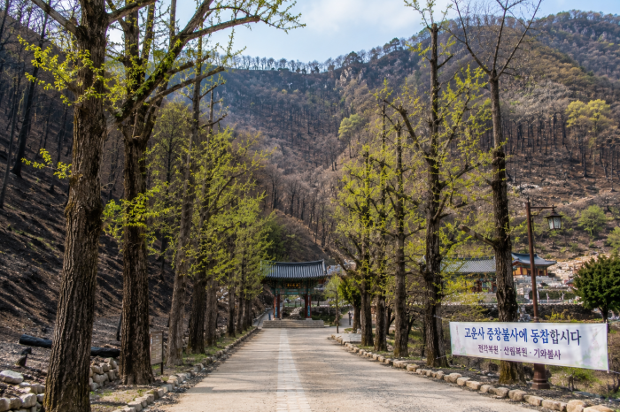 고운사로 이어지는 숲길과 복구 중인 산림 풍경