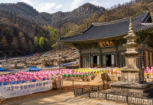 의성 고운사, 산불 상처 딛고 다시 세워지는 천년고찰의 시간 산불 피해 복구가 진행 중인 의성 고운사 경내