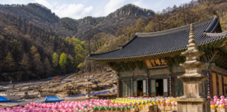 의성 고운사, 산불 상처 딛고 다시 세워지는 천년고찰의 시간 산불 피해 복구가 진행 중인 의성 고운사 경내