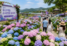 공주 유구 색동수국정원 꽃축제, 6월 26일부터 사흘간 열린다 공주 유구 색동수국정원 수국축제 풍경