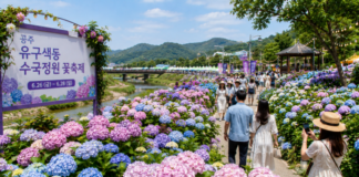 공주 유구 색동수국정원 꽃축제, 6월 26일부터 사흘간 열린다 공주 유구 색동수국정원 수국축제 풍경