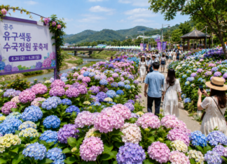 공주 유구 색동수국정원 꽃축제, 6월 26일부터 사흘간 열린다 공주 유구 색동수국정원 수국축제 풍경