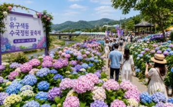 공주 유구 색동수국정원 꽃축제, 6월 26일부터 사흘간 열린다 공주 유구 색동수국정원 수국축제 풍경