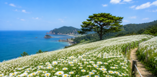 부안 변산마실길 샤스타데이지, 6월 바다 옆 하얀 꽃길 절정 부안 변산마실길 해안 언덕에 핀 샤스타데이지 꽃밭과 서해 풍경