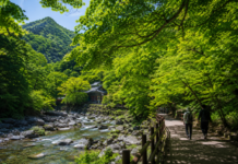 6월 초록 숲이 짙어진 내장산국립공원 숲길 풍경