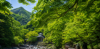 6월 초록 숲이 짙어진 내장산국립공원 숲길 풍경