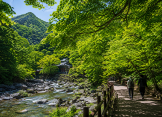 내장산국립공원 6월 숲길, 단풍보다 깊은 초록 여행 6월 초록 숲이 짙어진 내장산국립공원 숲길 풍경
