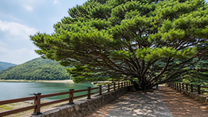 법기수원지 산책로 위로 넓게 가지를 펼친 오래된 반송