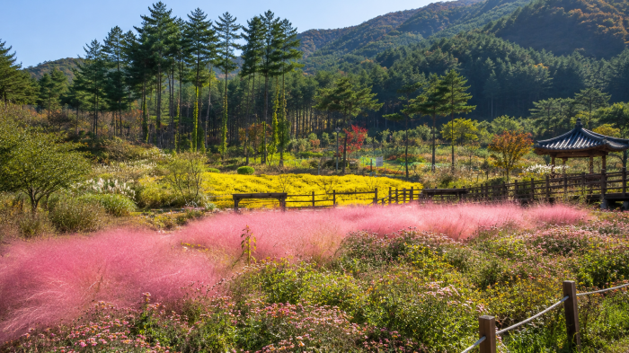성주산을 배경으로 펼쳐진 보령무궁화수목원의 여름 꽃정원