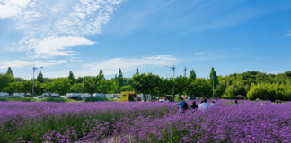 부산 대저생태공원 버베나·연꽃 만개, 낙동강 따라 걷는 여름 꽃 산책 부산 대저생태공원 경관농업단지에 넓게 핀 보라색 숙근버베나 꽃밭