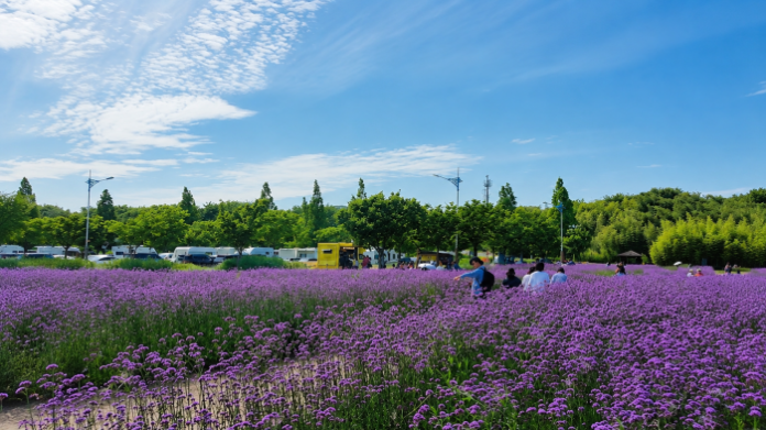 busan-daejeo-ecological-park-verbena-field 부산 대저생태공원 경관농업단지에 넓게 핀 보라색 숙근버베나 꽃밭