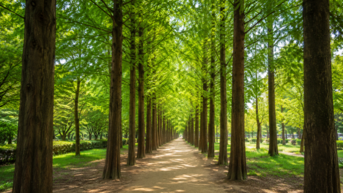 daegu-hosan-park-metasequoia-road-01 대구 호산공원에 길게 이어진 메타세쿼이아 숲길