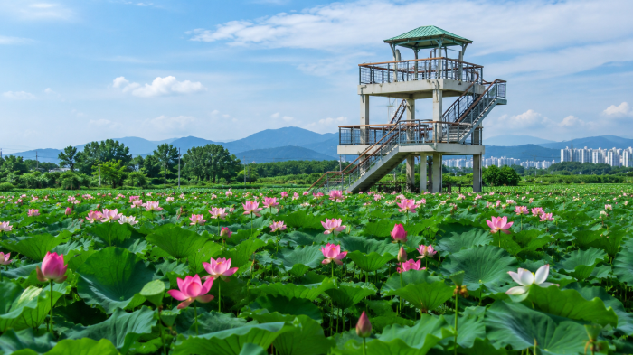 반야월연꽃단지 전망대와 연꽃밭 전경