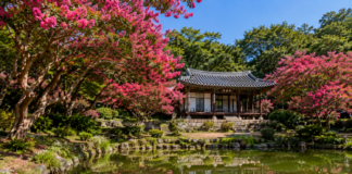 담양 명옥헌 원림, 7월 배롱나무가 물드는 조선 정원…입장료 없는 여름 명승 여행 담양 명옥헌 원림 배롱나무와 연못 반영