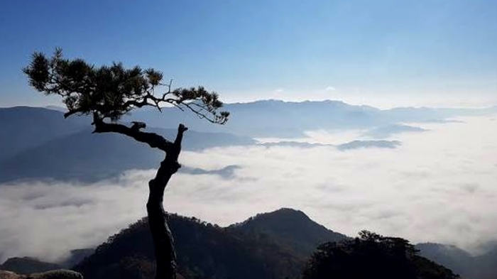 가평 운악산 소나무와 정상 아래 펼쳐진 운해