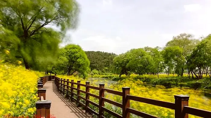 경주 금장대 습지공원 강변 데크 산책로