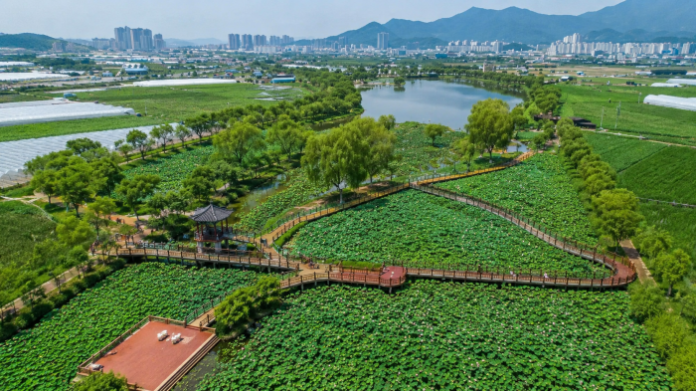 gumi-jisan-saetgang-lotus-wetland-aerial-view 연꽃 습지와 데크길이 펼쳐진 구미 지산샛강생태공원 전경